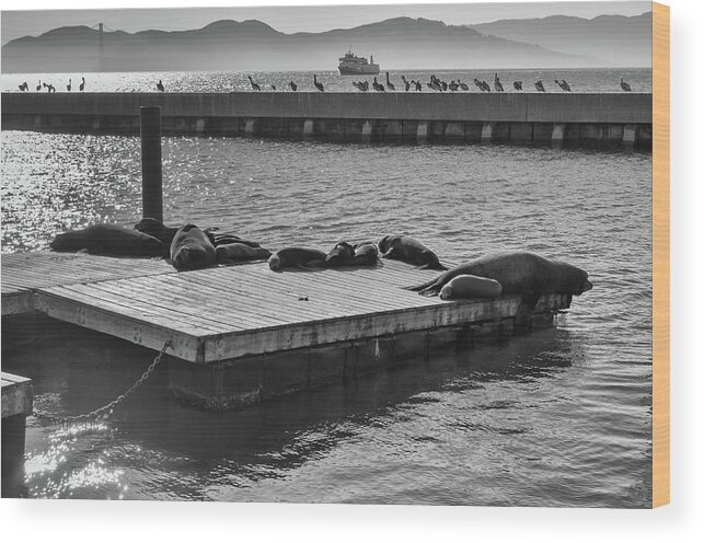 Sea Lion Wood Print featuring the photograph Harbor Life Sea Lions at Pier 39 Fishermans Wharf San Francisco Noir Black and White by Shawn O'Brien