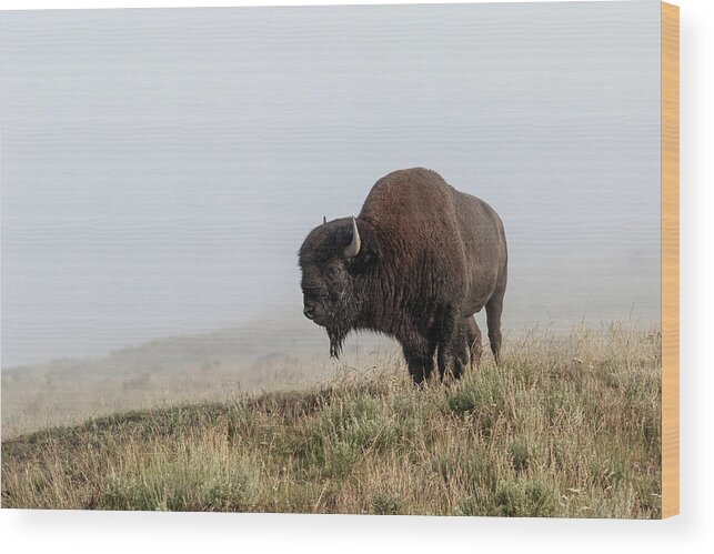 Bison Wood Print featuring the photograph Hard to see by Ronnie And Frances Howard