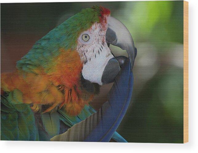 Bird Wood Print featuring the photograph Harlequin Macaw by Carolyn Hutchins