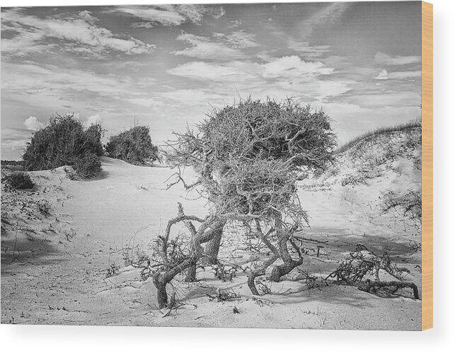 Cedar Island Wood Print featuring the photograph Harsh Environment - the Struggle for Life on a Remote Beach by Bob Decker