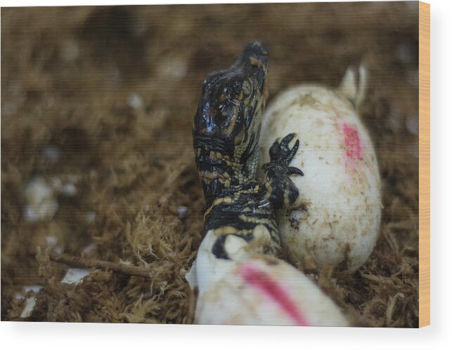 Alligator Wood Print featuring the photograph Hatchling Alligator by Carolyn Hutchins
