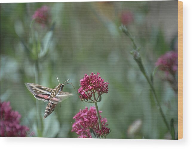 Hawk Moth Wood Print featuring the photograph Hawk Moth by Linda Villers