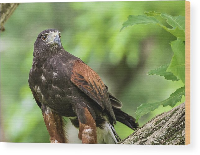 Raptors Owl Hawk Wood Print featuring the photograph Hawk by Robert Miller