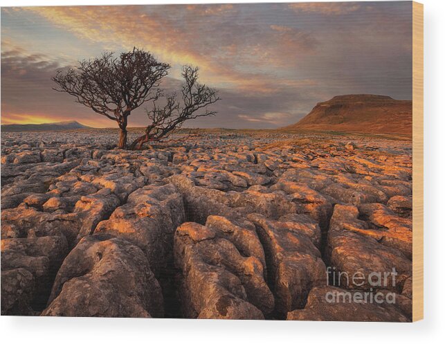 Tree Wood Print featuring the photograph Hawthorne tree at sunset, White Scars, Ingleborough, Yorkshire Dales National Park, England by Neale And Judith Clark