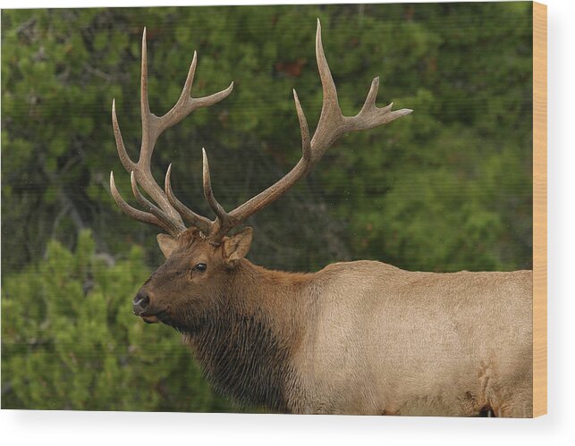 Elk Wood Print featuring the photograph Heads up by Ronnie And Frances Howard