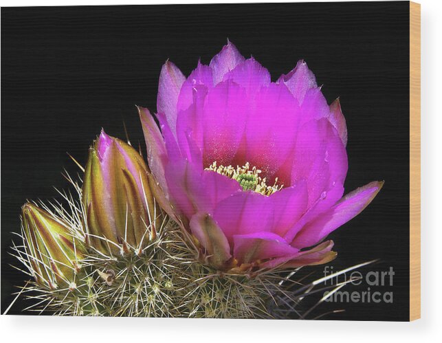 Cactus Wood Print featuring the photograph Hedgehog Cactus Flower And Buds by Douglas Taylor