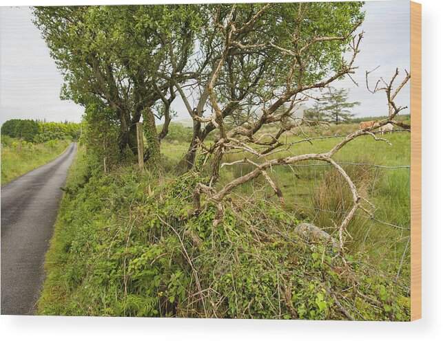 Hedgerow Wood Print featuring the photograph Hedgerow along road by David L Moore