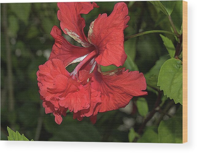 Hibiscus Wood Print featuring the photograph Hibiscus 4 by Mingming Jiang