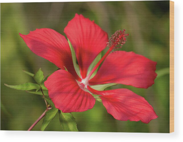 Floral Wood Print featuring the photograph Hibiscus by Cindy Robinson