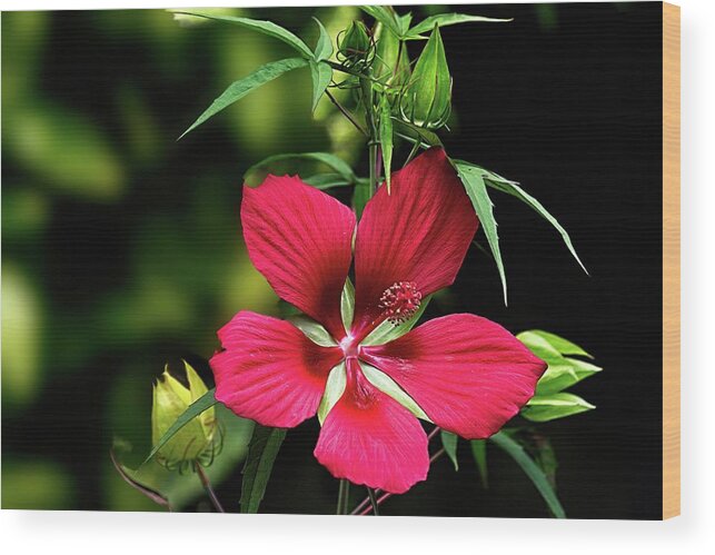 Landscape Wood Print featuring the digital art Hibiscus Coccineus by Ed Stines
