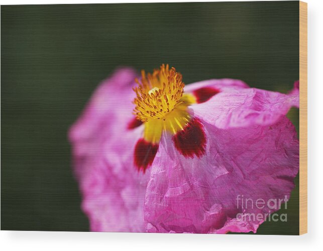 Australian Hibiscus Wood Print featuring the photograph Hibiscus Desert Rose Pink by Joy Watson