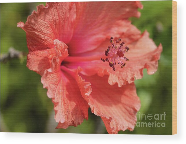 Hibiscus Wood Print featuring the photograph Hibiscus by Eva Lechner