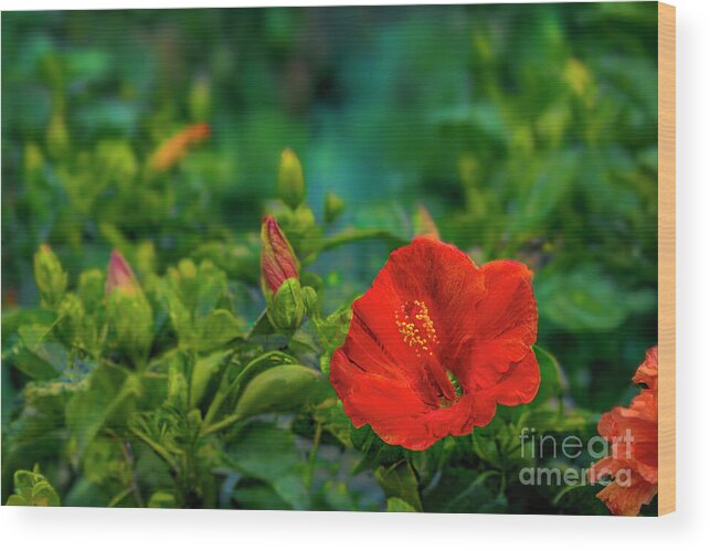 Hibiscus; Flower; Flora; Leaf; Leaves; Bud Wood Print featuring the photograph Hibiscus in Bloom by Shelia Hunt