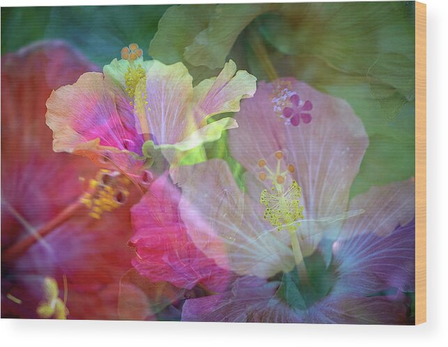 Flowers Wood Print featuring the photograph Hibiscus by M Kathleen Warren