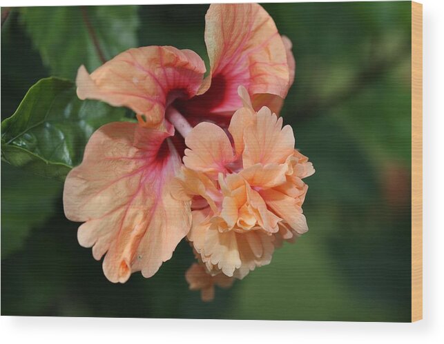 Hibiscus Wood Print featuring the photograph Hibiscus by Mingming Jiang