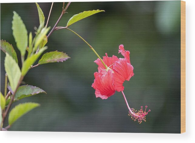 Hawaii Wood Print featuring the photograph Hibiscus Bows Down by Roy Wenzl