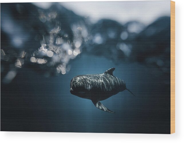 Ocean Wood Print featuring the photograph Hidden by Sina Ritter