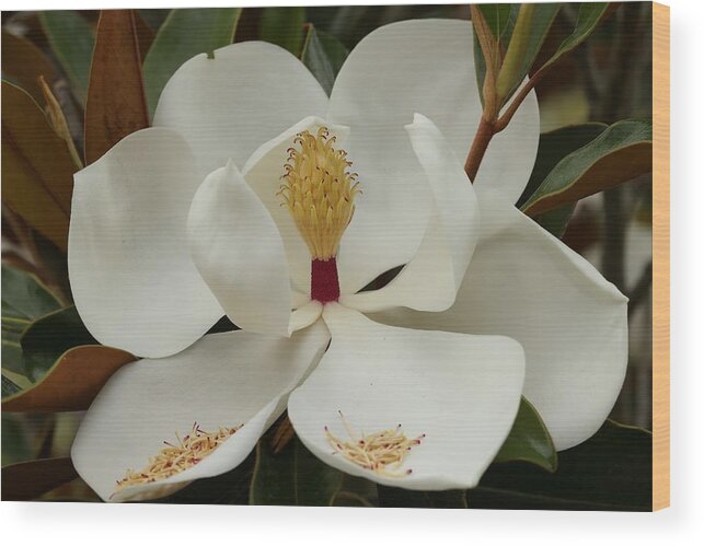 Magnolia Flower Wood Print featuring the photograph Hidden Wonder 1 by Mingming Jiang