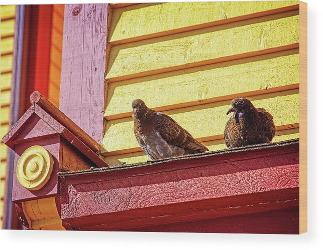 Birds Wood Print featuring the photograph High up and safe by Tatiana Travelways