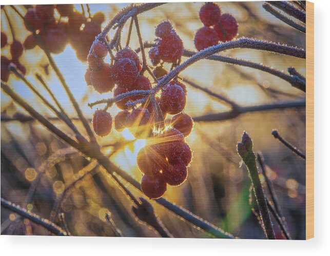 Garden Wood Print featuring the photograph Highbush Cranberry by Dan Eskelson