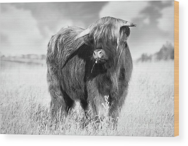Highland Cattle Wood Print featuring the photograph Highland cow portrait black and white by Simon Bratt