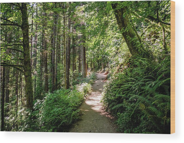 Washington Wood Print featuring the photograph Hiking in the forest 2 by Alberto Zanoni