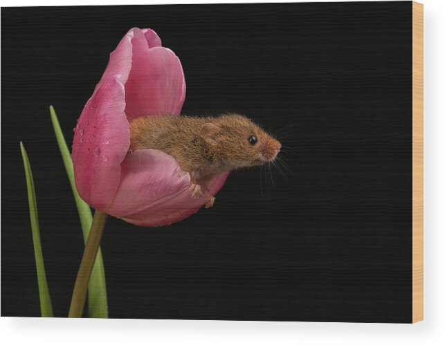 Harvest Wood Print featuring the photograph HM Tulip 02097 by Miles Herbert