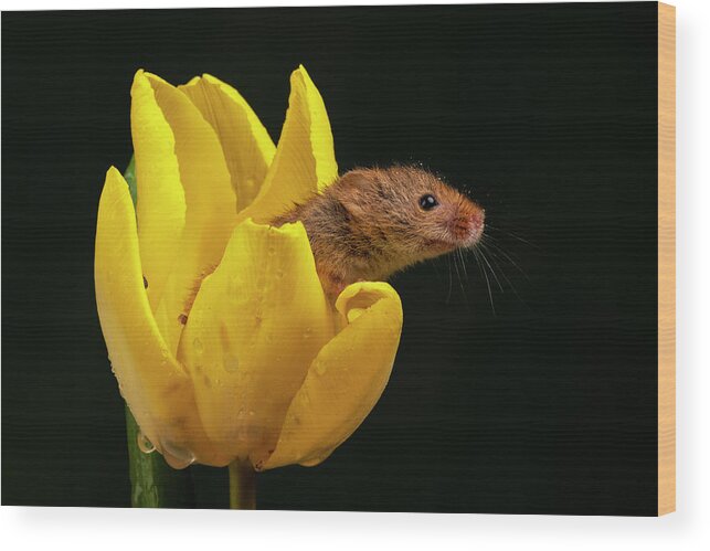 Harvest Wood Print featuring the photograph HM Tulip 02178 by Miles Herbert