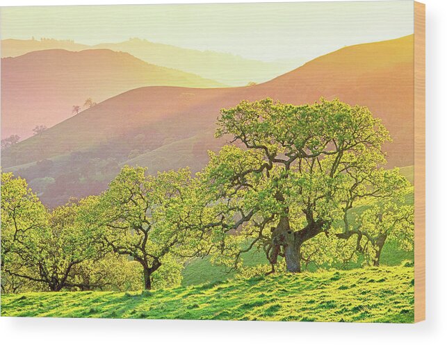 Sunset Wood Print featuring the photograph California Oaks in Spring by Saxon Holt