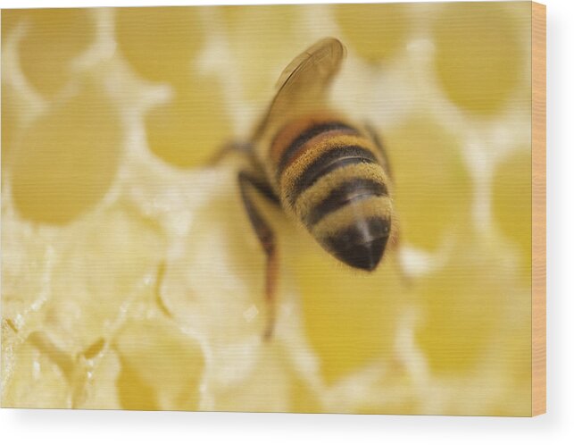 Bee Wood Print featuring the photograph Honeybee Butt by Iris Richardson