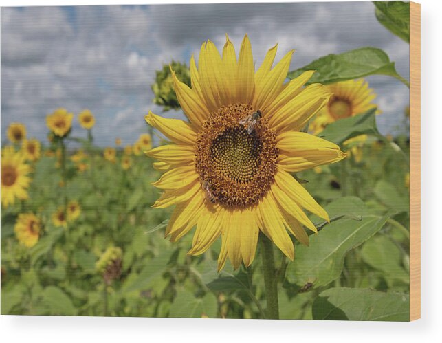 Sunflower Wood Print featuring the photograph Honeybee on Sunflower by Carolyn Hutchins