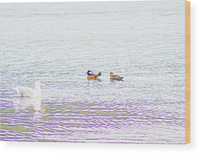 Harbor Wood Print featuring the photograph Hooded Merganser by Bill TALICH