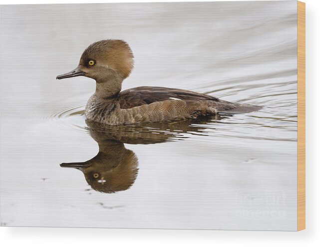Kmaphoto Wood Print featuring the photograph Hooded Merganser by Kristine Anderson