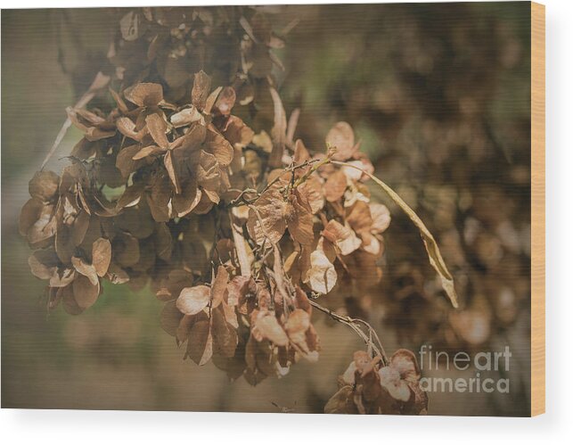 Nature Wood Print featuring the photograph Hop Bush - Dodonaea viscosa 2 by Elaine Teague