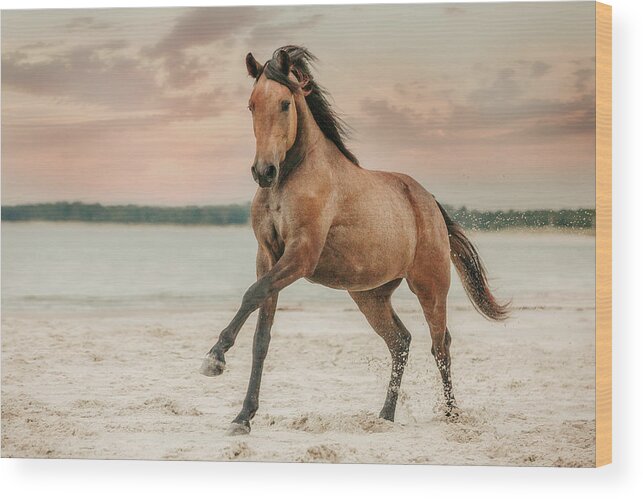 Photographs Wood Print featuring the photograph Hop Skip - Horse Art by Lisa Saint