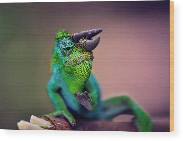 Chameleon Wood Print featuring the photograph Horned Chameleon by Matti Barthel