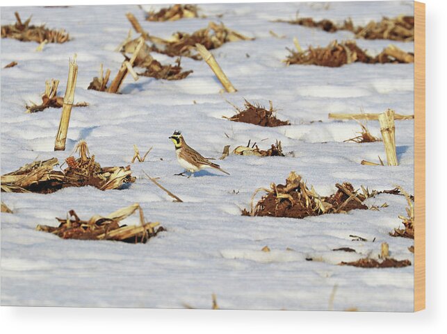 Lark Wood Print featuring the photograph Horned Lark Foraging by Debbie Oppermann