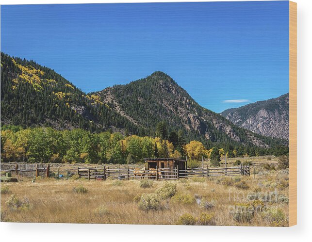 Jon Burch Wood Print featuring the photograph Horse Country by Jon Burch Photography