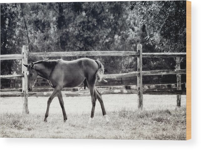 Nature Wood Print featuring the photograph Horse Farm Series 2 by Darlene Kwiatkowski