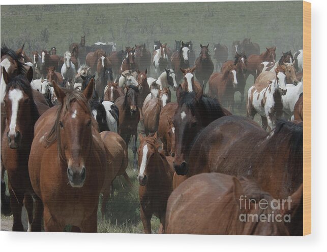 Herd Wood Print featuring the photograph Horse Herd 2 by Jody Miller