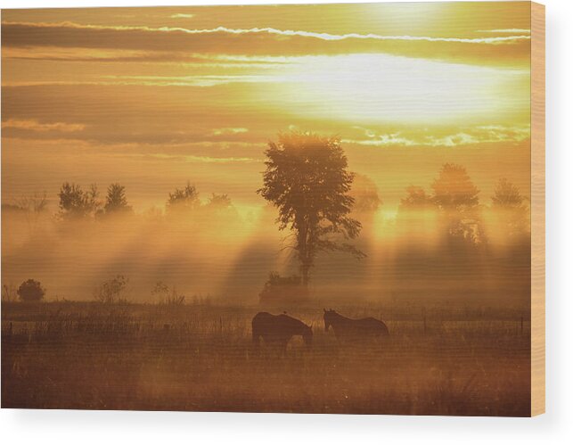 Sunrise Wood Print featuring the photograph Horse Sunrise by Brook Burling