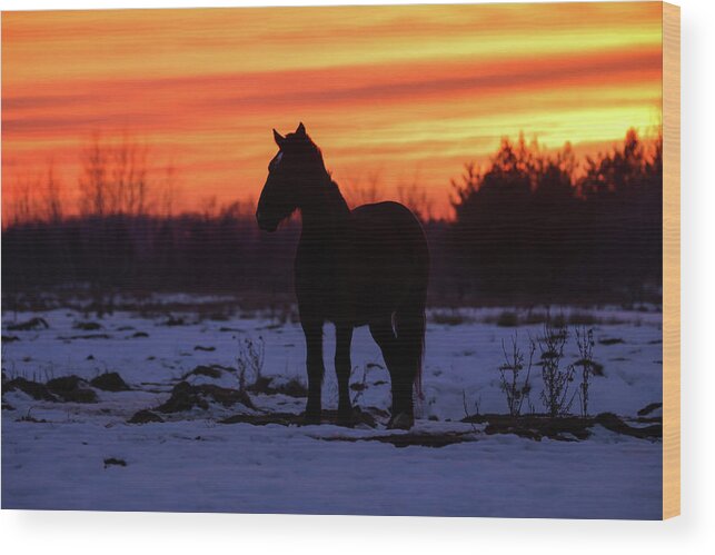 Horse Sunset Wood Print featuring the photograph Horse Sunset by Brook Burling