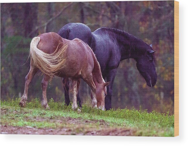 Cade's Cove Wood Print featuring the photograph Horses in Cade's Cove by Darrell DeRosia