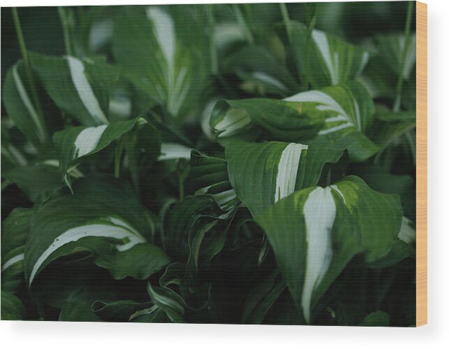 Perennial Wood Print featuring the photograph Hosta Plantain Lily Perennial Plant by Valerie Collins