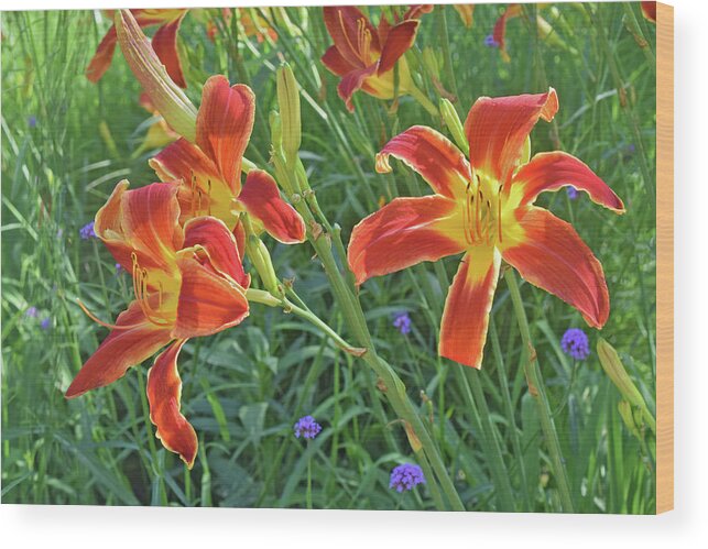 Daylilies Wood Print featuring the photograph Hot July Field of Daylilies by Janis Senungetuk