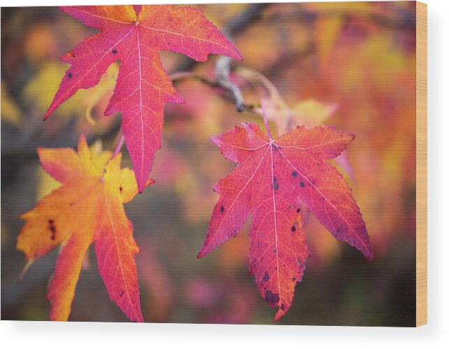 Autumn Wood Print featuring the photograph Hot Pink Autumn by Karol Livote