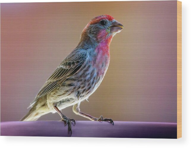 Animal Wood Print featuring the photograph House Finch 24685 by Mark Myhaver