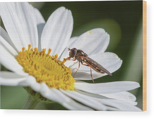 Japanese Anemone Wood Print featuring the photograph Hoverfly Feeding by Rob Hemphill