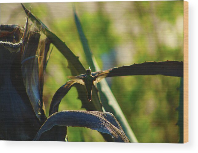 Nature Wood Print featuring the photograph Humming Bird at the Beach by Marcus Jones
