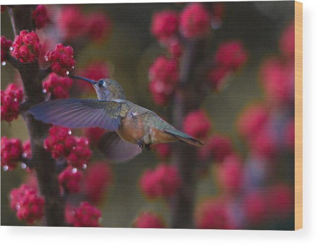Hummingbird Wood Print featuring the photograph Humming bird Pit Stop by Montez Kerr